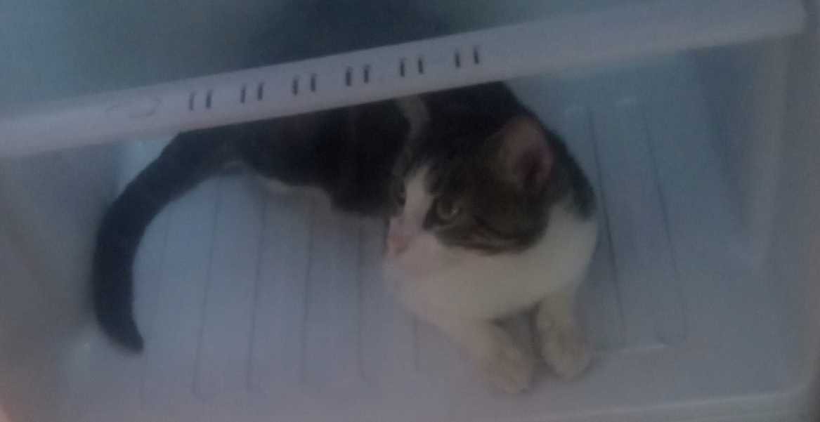 Lost Cat in Gladewater — listing photo