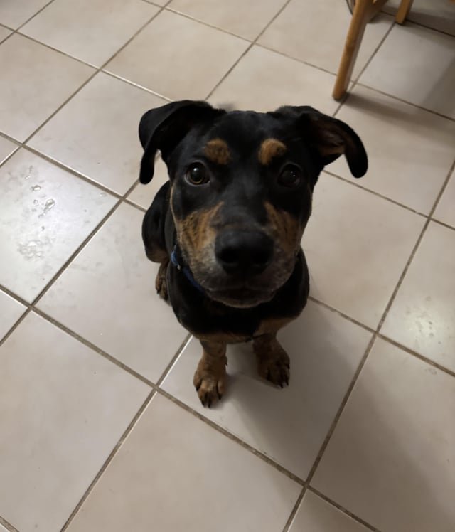 Found Dog in Oklahoma City, Oklahoma — Stray dog looking for home