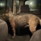 found dog in Bellingham, Washington