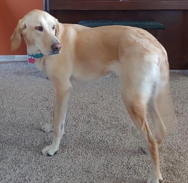 Lost Dog in New York, New York — Spotted Lost Dog in Manhattan - 21st & 6th Ave golden retriever/greyhound