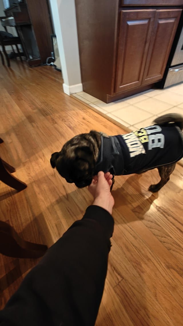 Lost Dog in San Diego, California — listing photo