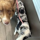 Found Dog in Mesa, Arizona — listing photo