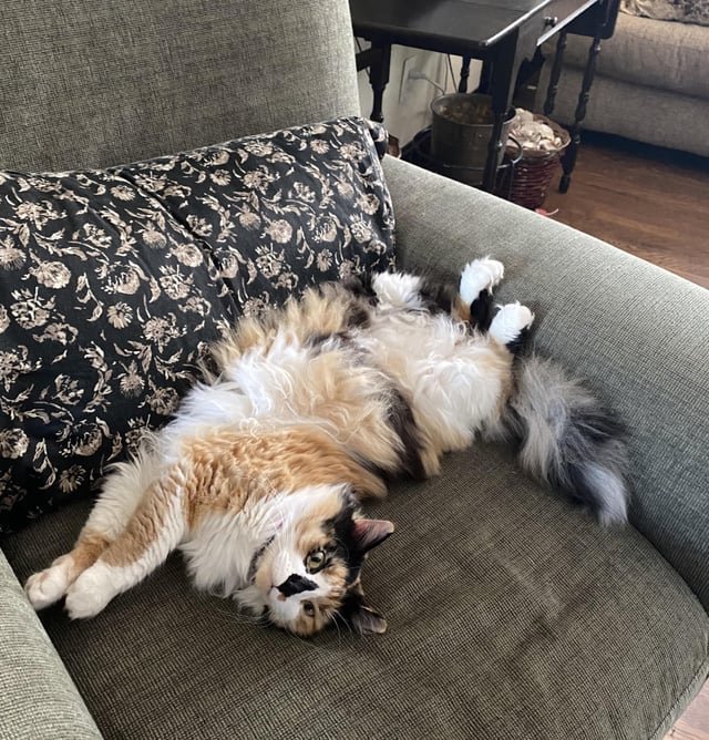lost cat in Kansas City, Missouri