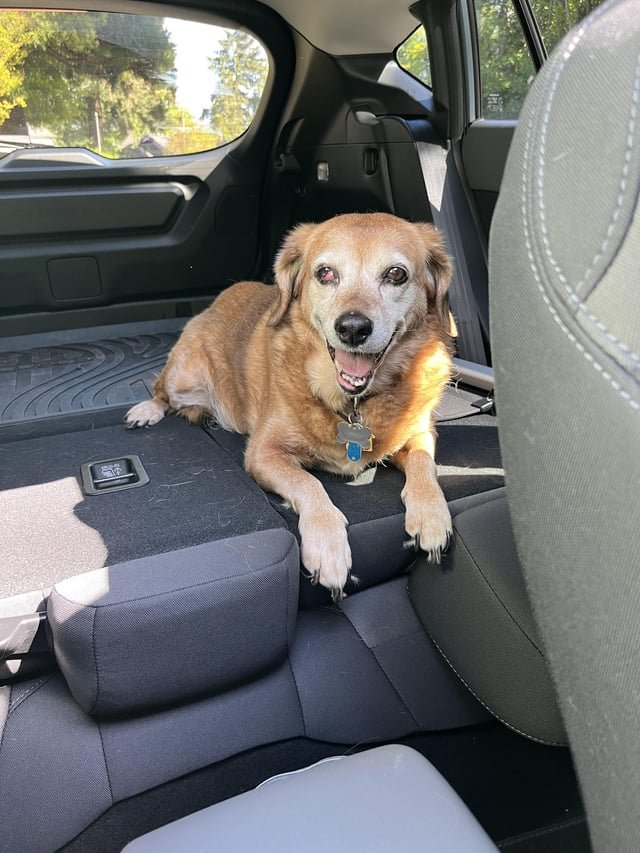 Found Dog in Portland, Oregon — FOUND: Daphne in Forest Park neighborhood