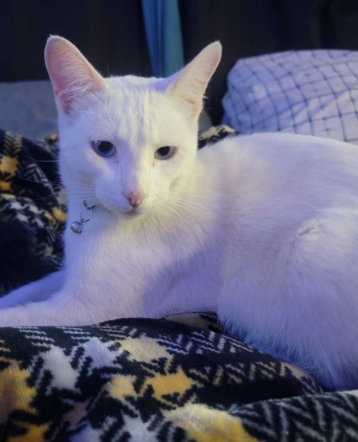 Lost Cat in Fresno, California — listing photo