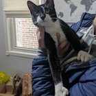 found cat in Chicago, Illinois