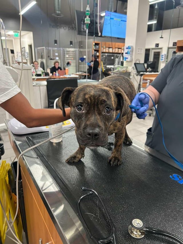 Lost Dog in Atlanta, Georgia — listing photo