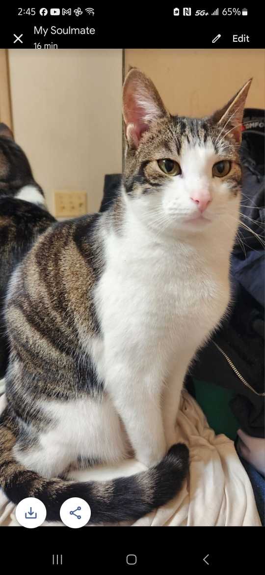 Lost Cat in Myrtle Beach — listing photo