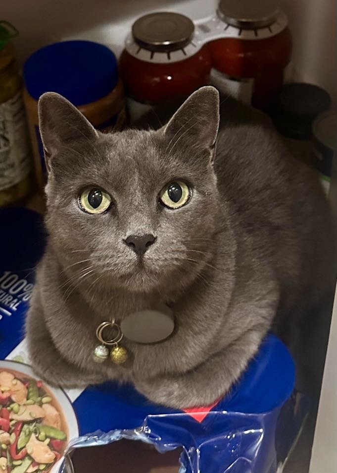 Lost Cat in Poway, California — listing photo