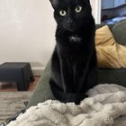 lost cat in San Diego, California