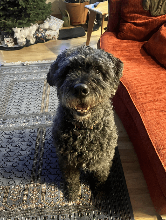 found dog in Anchorage, Alaska