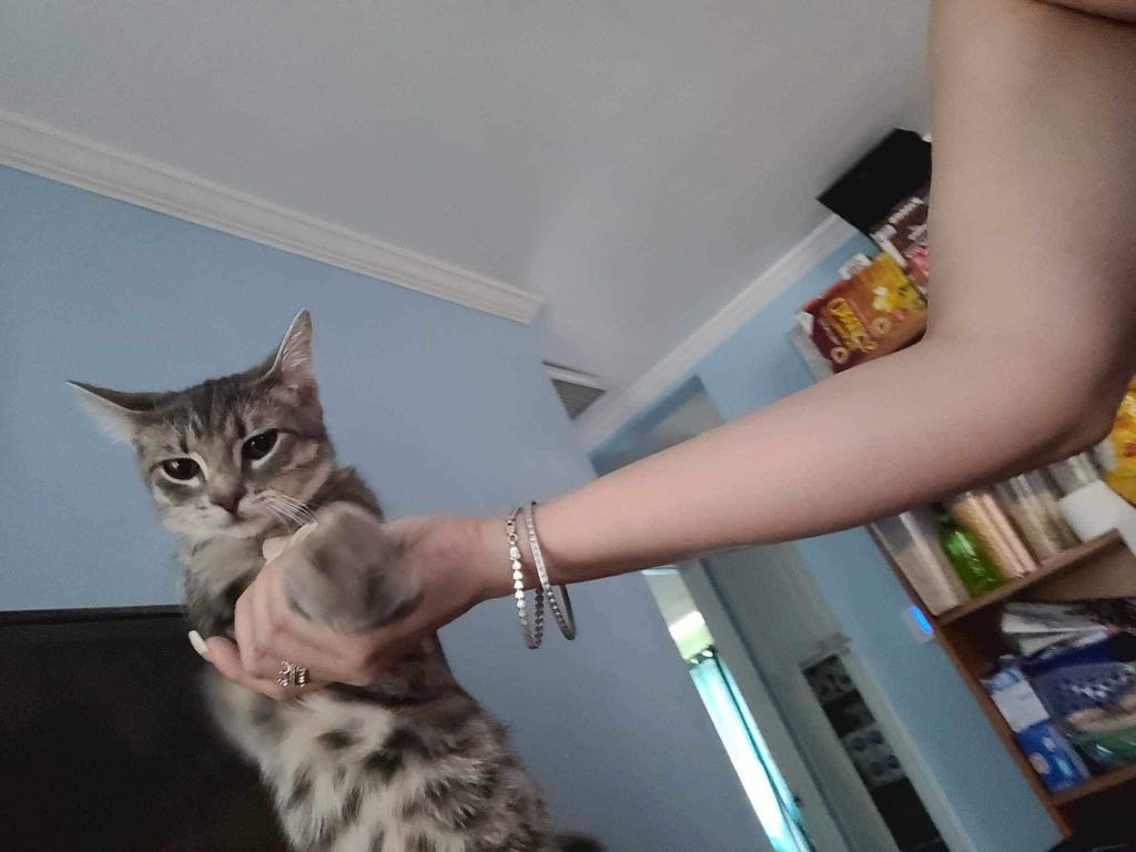 Lost Cat in South Daytona — listing photo