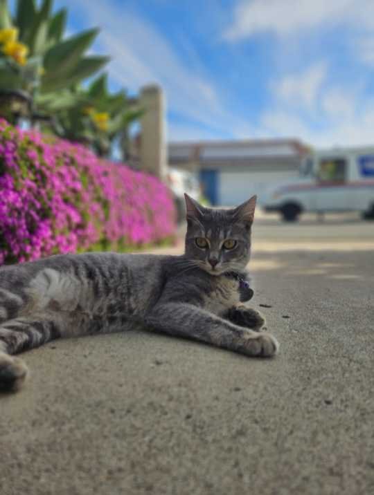 Lost Cat in San Diego, California — listing photo