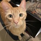 lost cat in Jacksonville, Florida