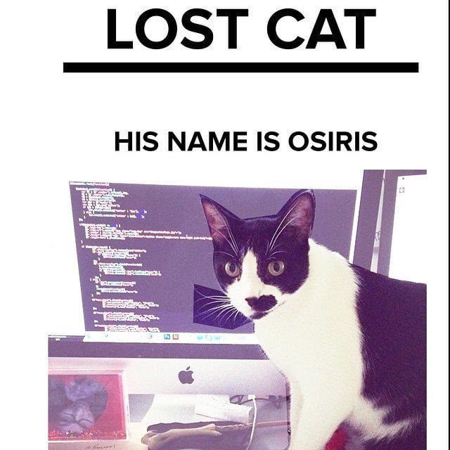 Lost Cat in Miami, Florida — listing photo
