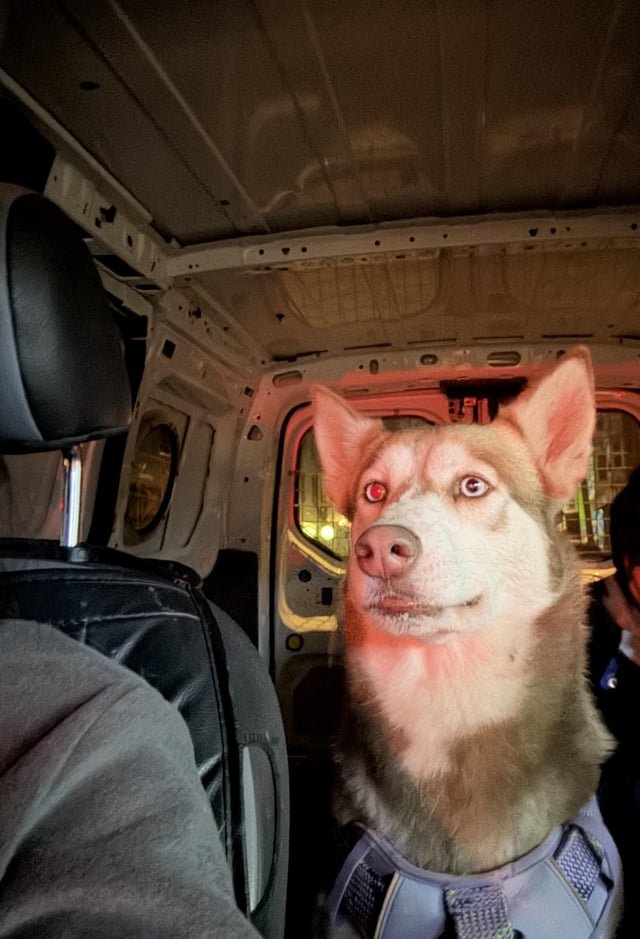 found dog in Newark, New Jersey