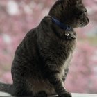 lost cat in Indianapolis, Indiana