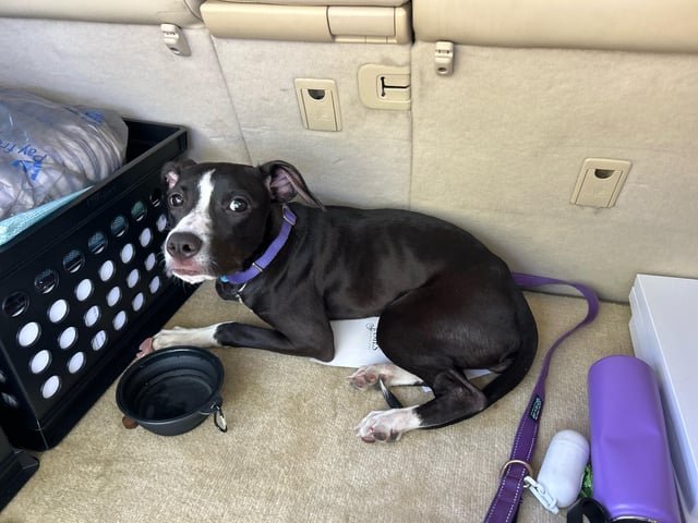 Lost Dog in Jacksonville, Florida — listing photo