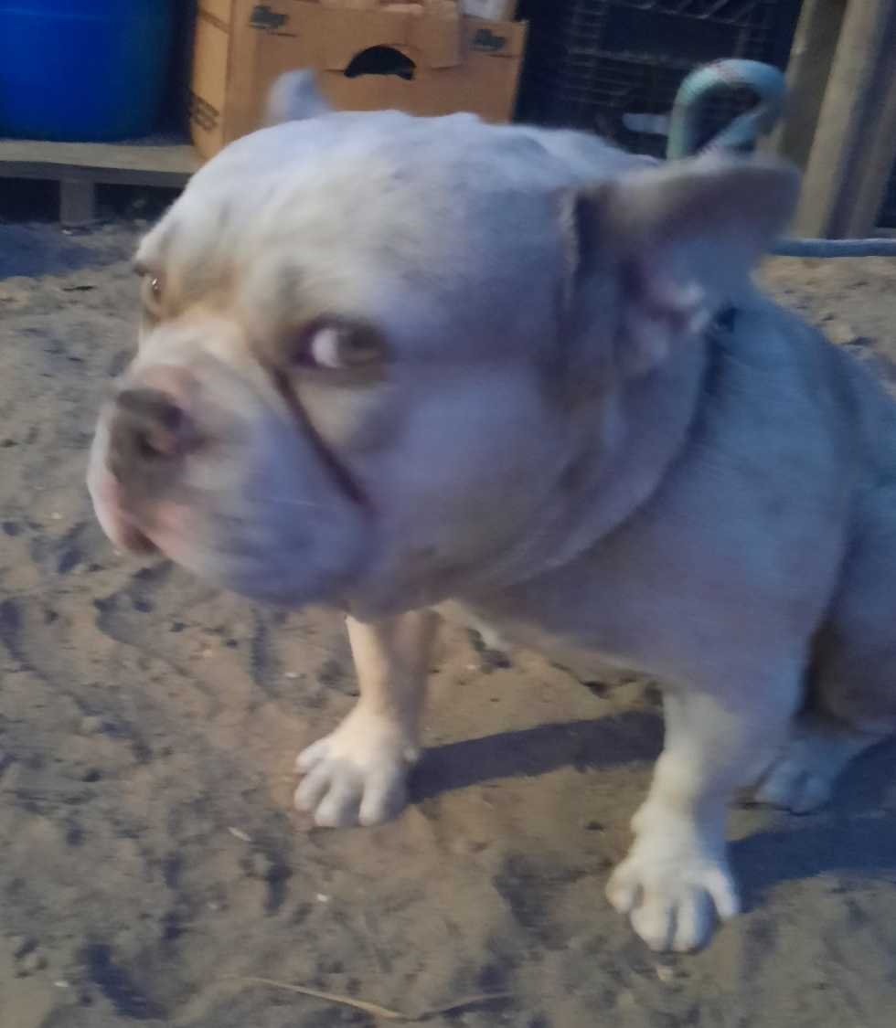 Lost Dog in Los Angeles, California — listing photo