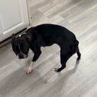 found dog in Charlotte, North Carolina