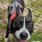 Lost Dog in Philadelphia, Pennsylvania — listing photo