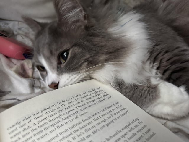 Lost Cat in Las Vegas, Nevada — Anywhere I can pet cats for free or low cost?
