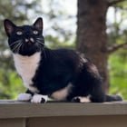 lost cat in Ann Arbor, Michigan