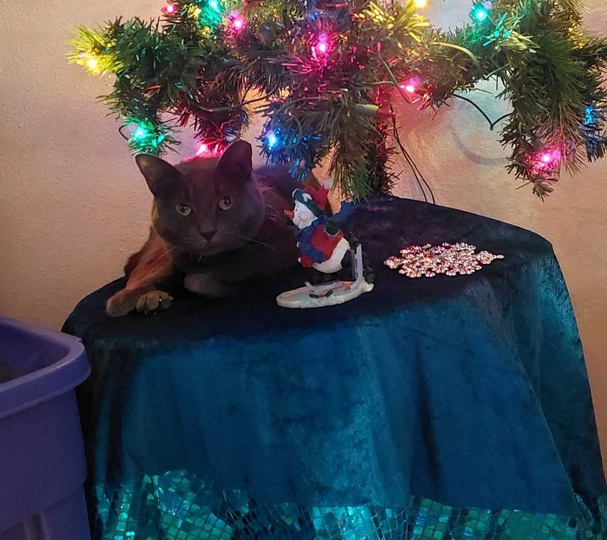 Lost Cat in Austin, Texas — listing photo