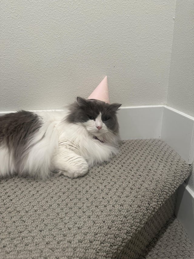 Lost Cat in Denver, Colorado — listing photo
