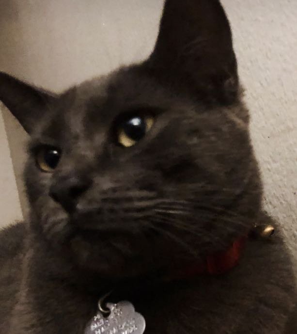 Lost Cat in Houston, Texas — listing photo