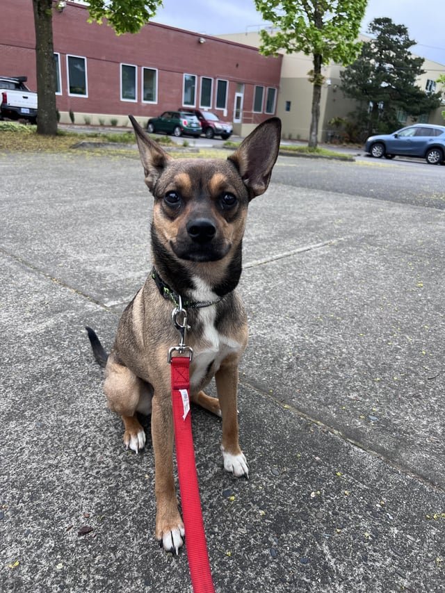 found dog in Portland, Oregon