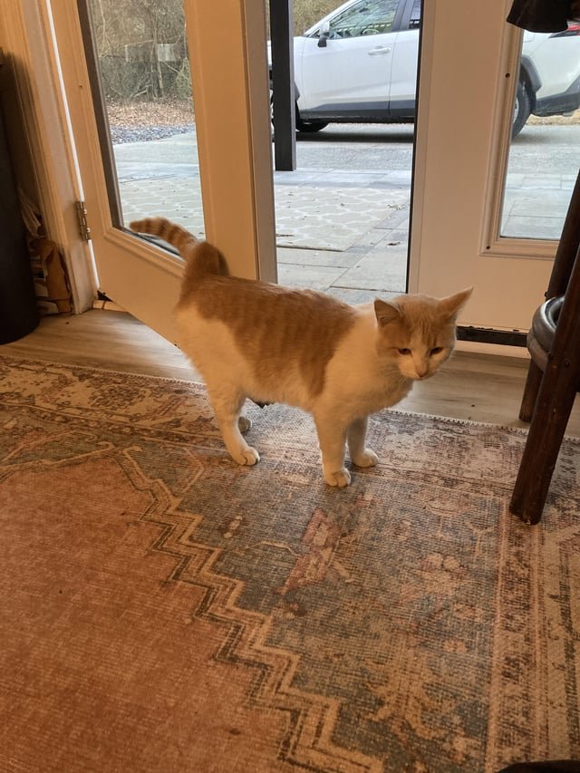 Found Pet in Atlanta, Georgia — listing photo