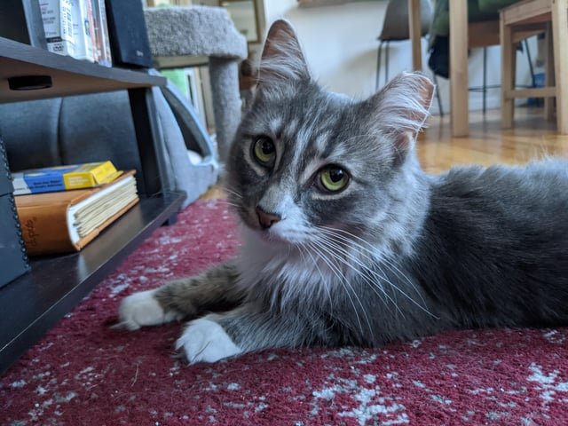 Lost Cat in K — PLEASE HELP - Lost Cat