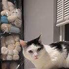Lost Cat in Columbus, Ohio — listing photo
