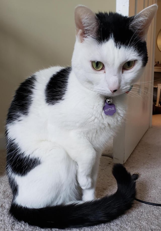 lost cat in Riverside, California