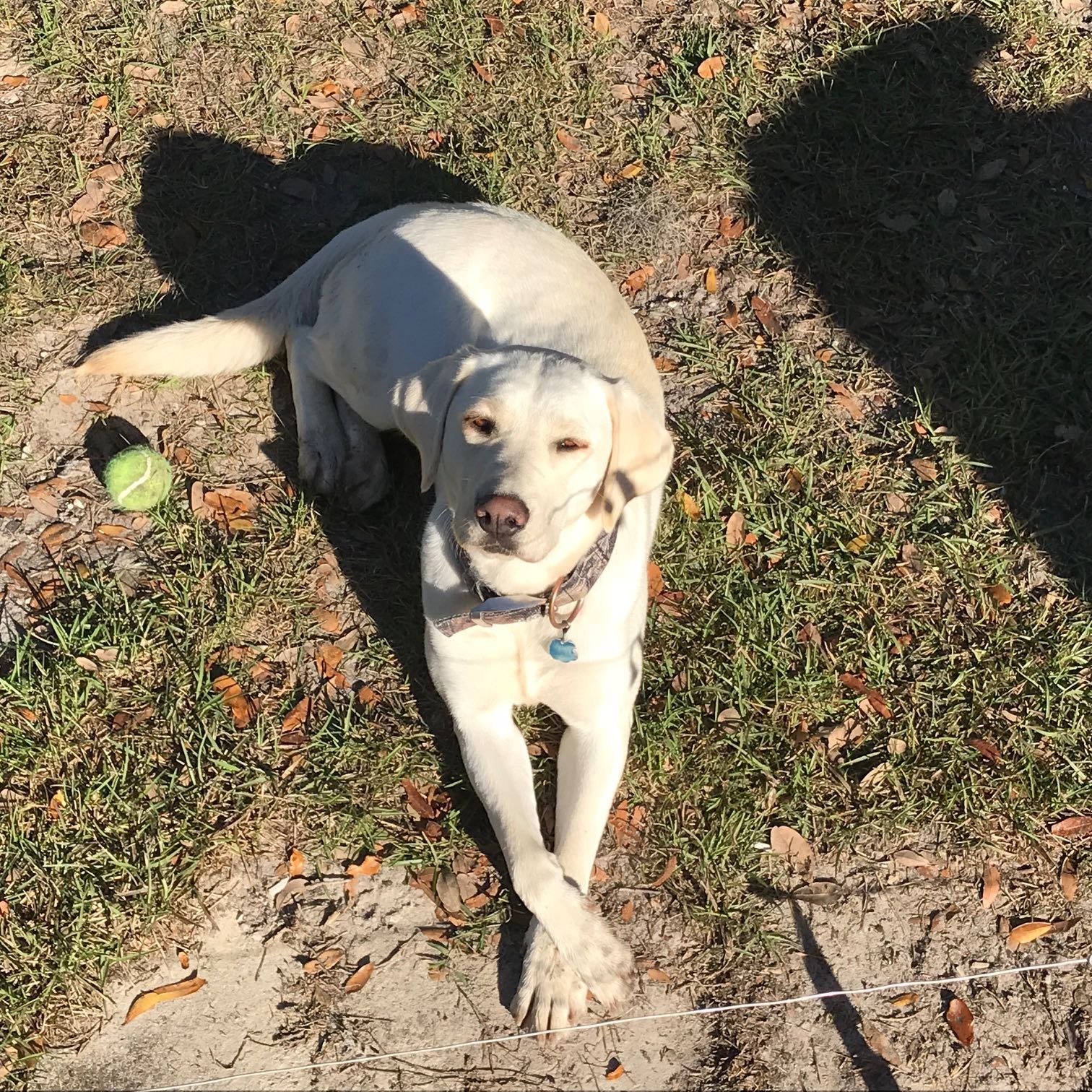 Lost Dog in Ochlocknee — listing photo