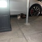 lost cat in San Francisco, California