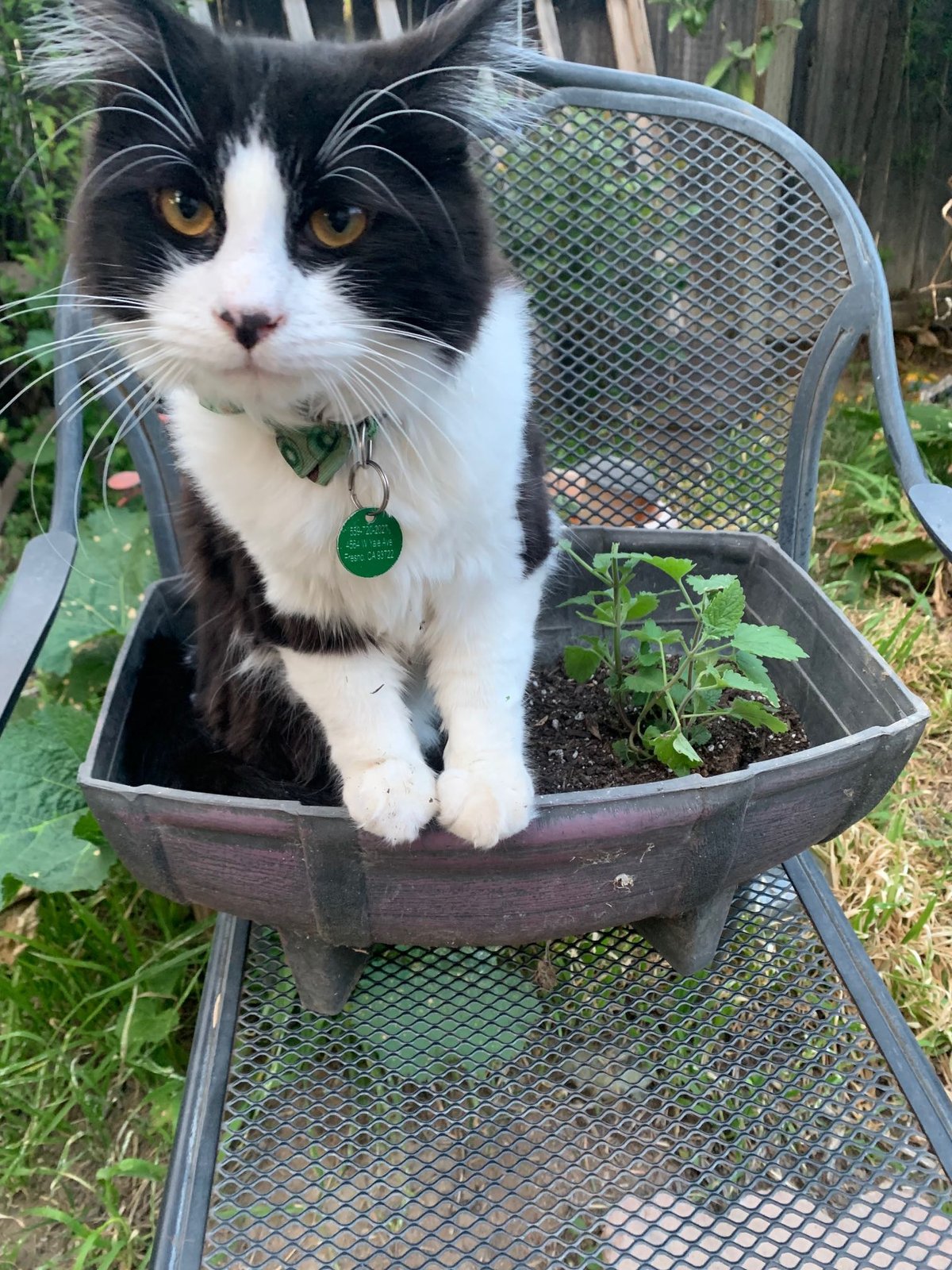 Lost Cat in Fresno, California — listing photo