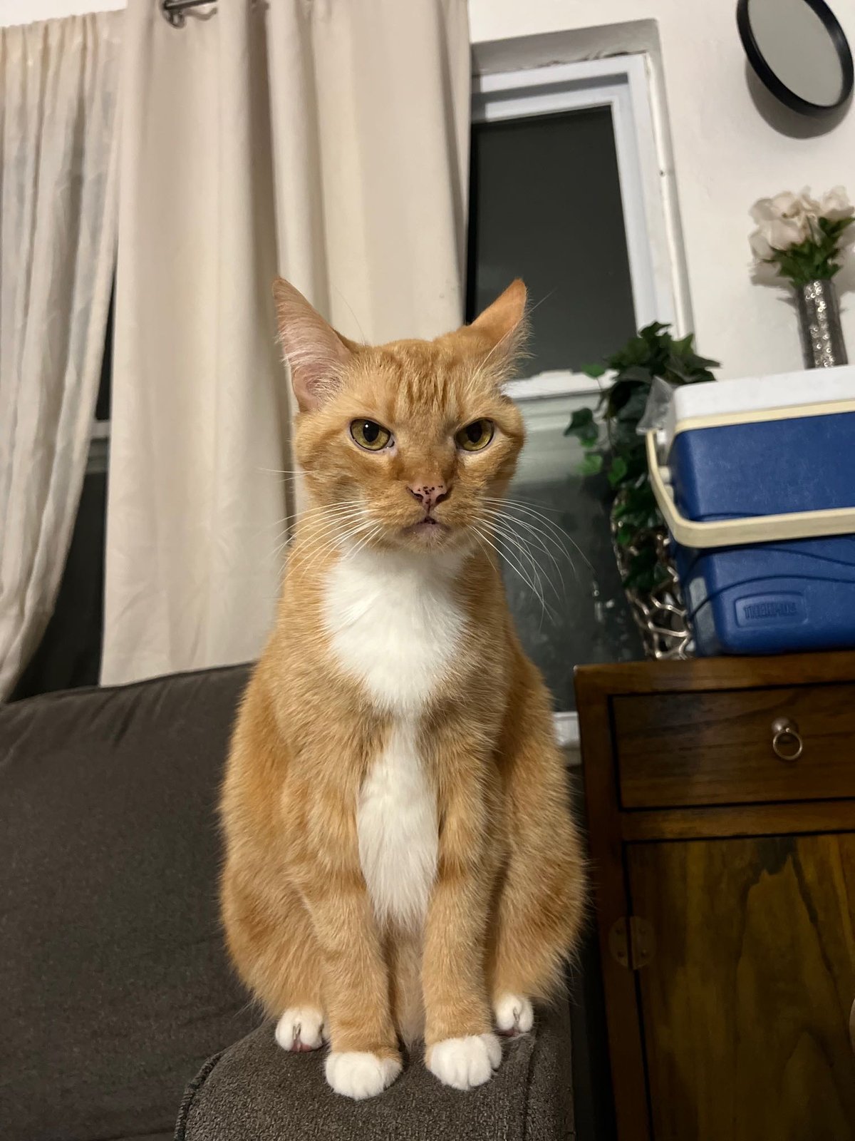 Lost Cat in St. Petersburg, Florida — listing photo
