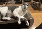 lost cat in Chicago, Illinois