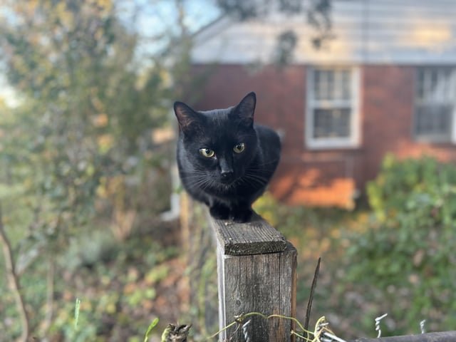 lost cat in Nashville, Tennessee