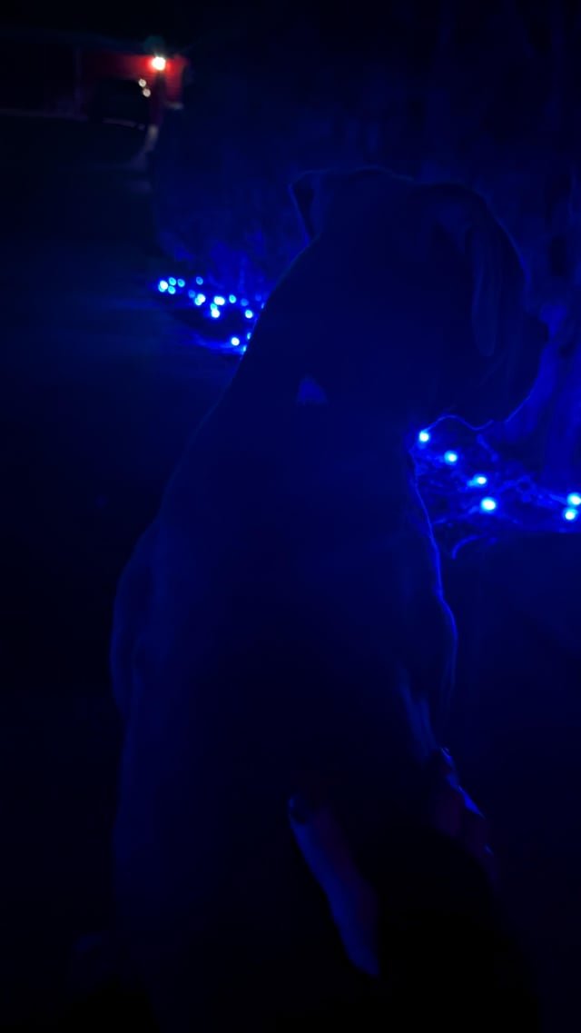 found dog in Tucson, Arizona