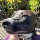 lost dog in Kansas City, Missouri