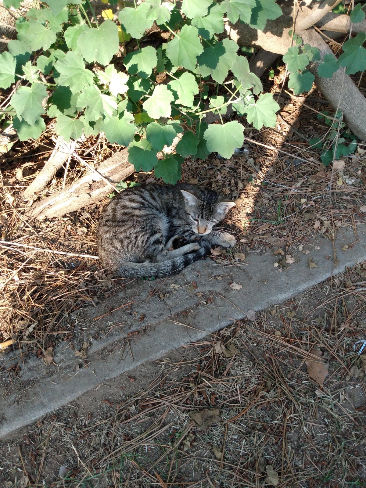 Lost Pet in Fresno, California — listing photo