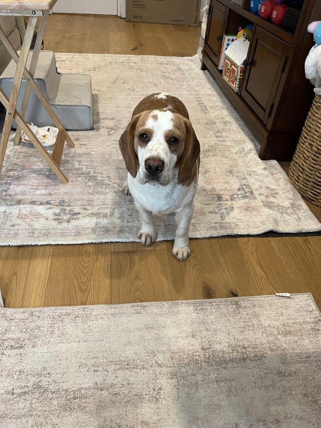 Lost Pet in Tampa, Florida — listing photo