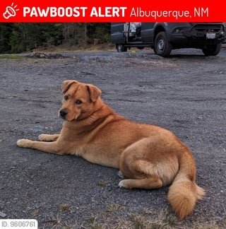 lost dog in Albuquerque, New Mexico