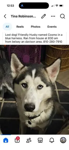 lost dog in Houston, Texas