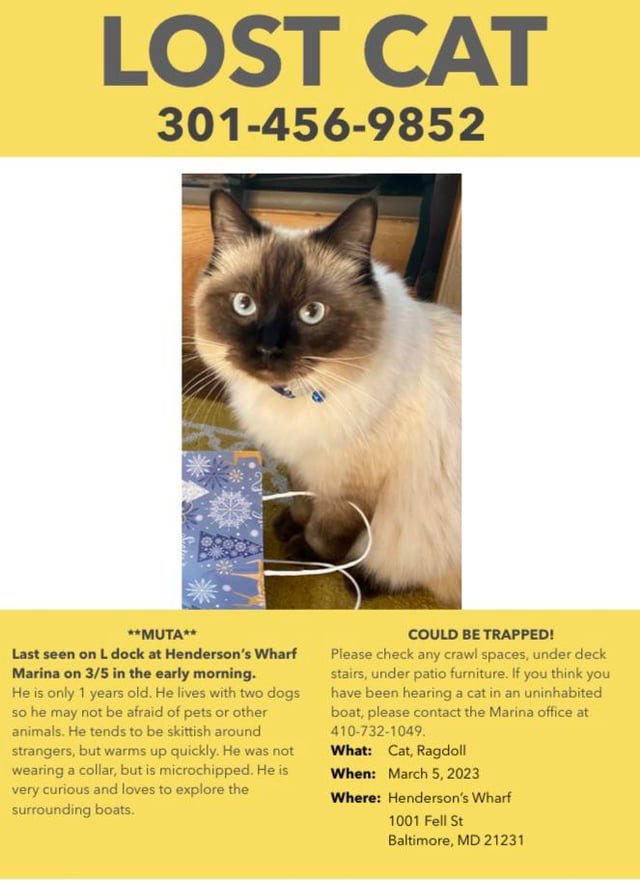 Lost Cat in Baltimore, Maryland — MUTA - LOST CAT - Fells Point, Baltimore