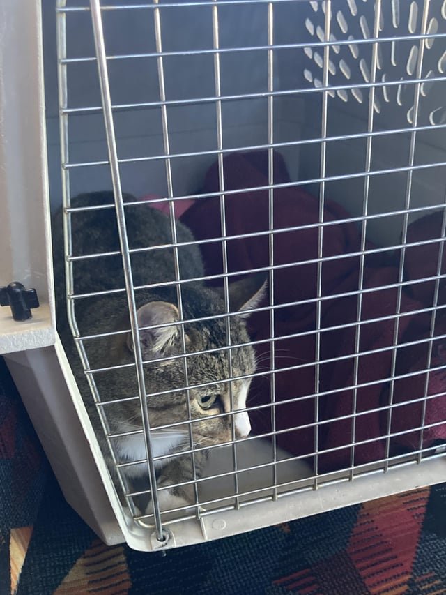 lost cat in Denver, Colorado