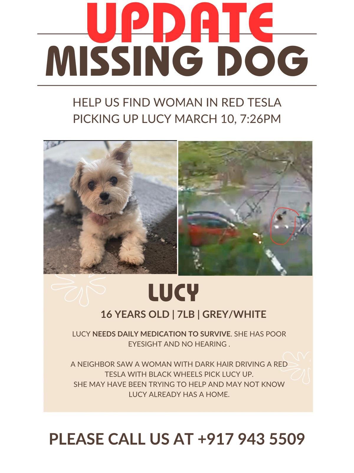 Lost Dog in Miami, Florida — listing photo
